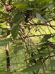 Heliconius charithonia image