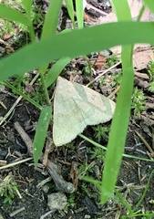 Chytolita morbidalis