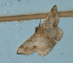 Calletaera subexpressa