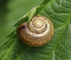 Fruticicola fruticum