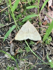 Chytolita morbidalis