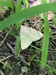 Chytolita morbidalis