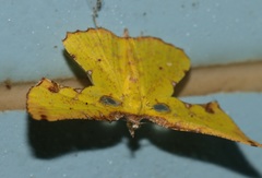 Corymica arnearia