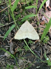 Chytolita morbidalis