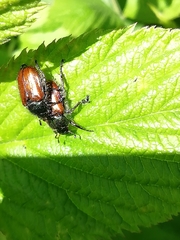 Phyllopertha horticola