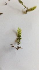 Plagiochila porelloides