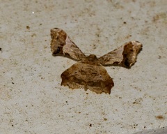 Krananda oliveomarginata