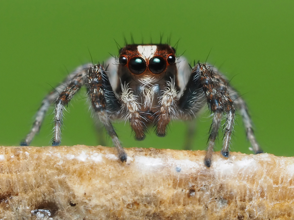Jumping spiders