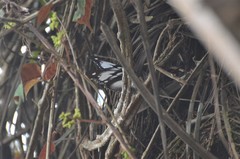 Hypolimnas dinarcha dinarcha