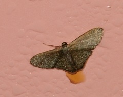 Lophophleps triangularis