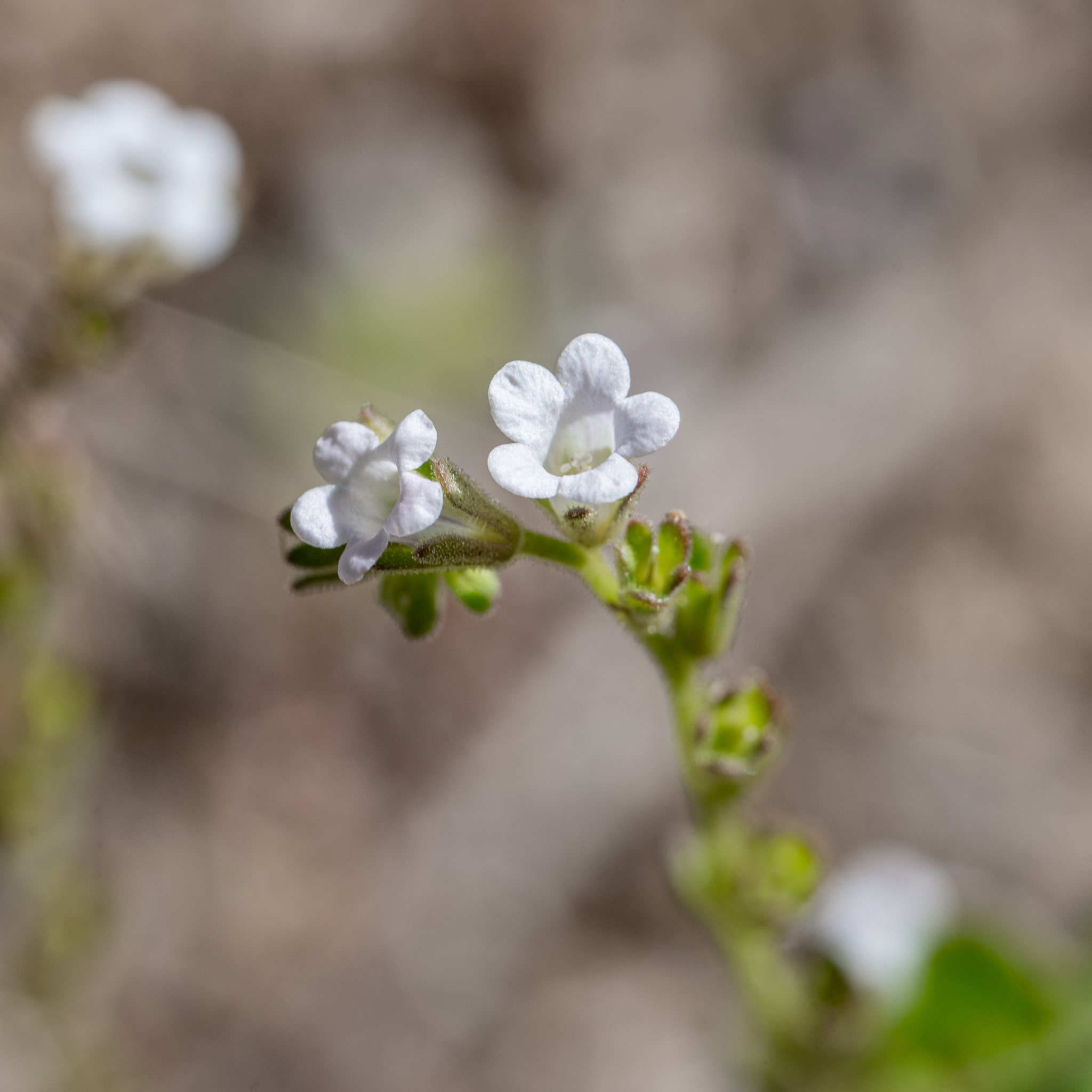 Phacelia lemmonii