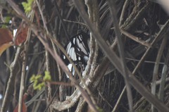 Hypolimnas dinarcha dinarcha