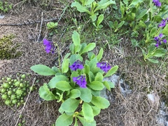 Primula latifolia