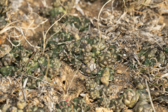 Euphorbia tridentata