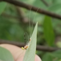Leucrocuta maculipennis