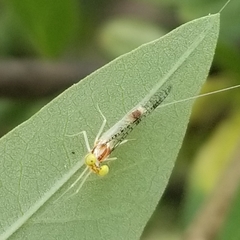 Leucrocuta maculipennis