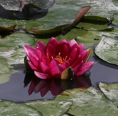 Nymphaea × khurooi