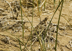 Phrynocephalus vlangalii