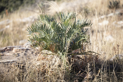 Encephalartos trispinosus
