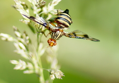 Idana marginata