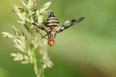 Idana marginata