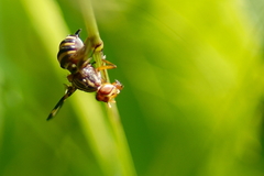 Idana marginata