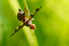 Idana marginata