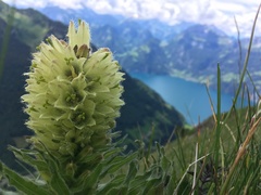 Campanula thyrsoides