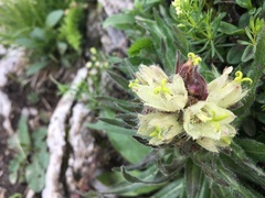 Campanula thyrsoides