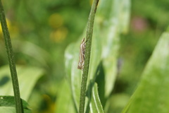 Crambus pratella