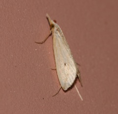 Scirpophaga