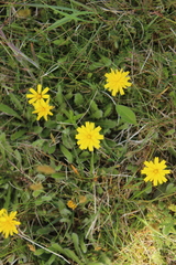 Leontodon saxatilis saxatilis