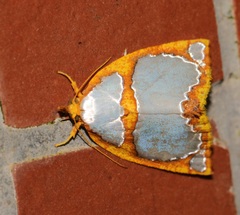 Titulcia confictella