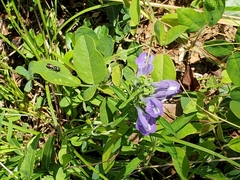 Scutellaria integrifolia
