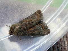 Oligia latruncula