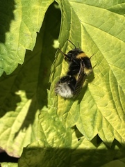Bombus ruderatus