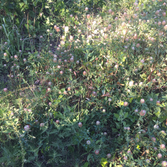 Trifolium vesiculosum