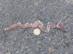 Lampropeltis micropholis