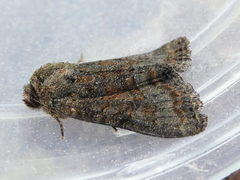 Oligia latruncula