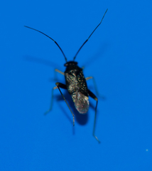 Halticini