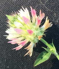 Trifolium vesiculosum