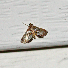 Neargyractis slossonalis