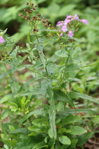 Penstemon tenuis