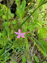 Dianthus armeria