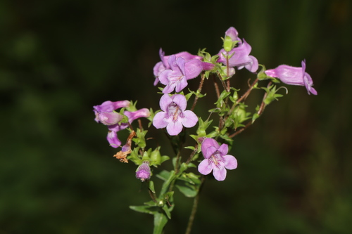Penstemon tenuis