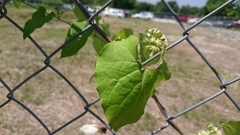 Angiospermae