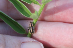 Eudiagogus rosenschoeldi