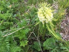 Pedicularis foliosa