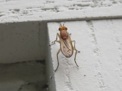 Sciomyzoidea