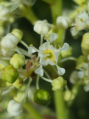 Ceanothus velutinus laevigatus